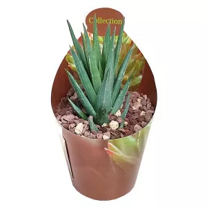 Haworthia (Haworthia glauca) la ghiveci ø 6,5 cm