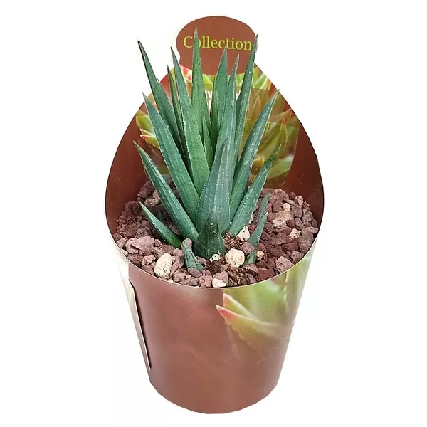 Haworthia (Haworthia glauca) la ghiveci ø 6,5 cm
