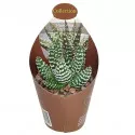 Haworthia (Haworthia papillosa) la ghiveci ø 6,5 cm