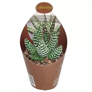 Haworthia (Haworthia papillosa) la ghiveci ø 6,5 cm