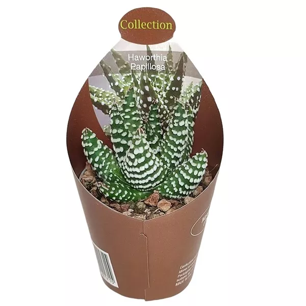 Haworthia (Haworthia papillosa) la ghiveci ø 6,5 cm