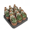 Haworthia (Haworthia papillosa) la ghiveci ø 6,5 cm