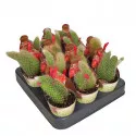 Cactus Coadă de maimuță (Hildewintera colademononis) la ghiveci ø 6,5 cm