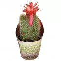 Cactus Coadă de maimuță (Hildewintera colademononis) la ghiveci ø 6,5 cm