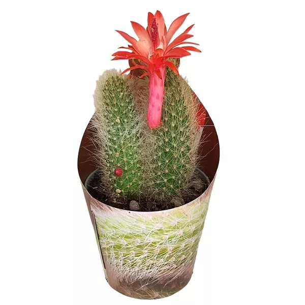 Cactus Coadă de maimuță (Hildewintera colademononis) la ghiveci ø 6,5 cm