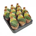 Cactus (Mammillaria spinosissima un pico crestata) la ghiveci ø 6,5 cm