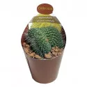 Cactus (Mammillaria spinosissima un pico crestata) la ghiveci ø 6,5 cm