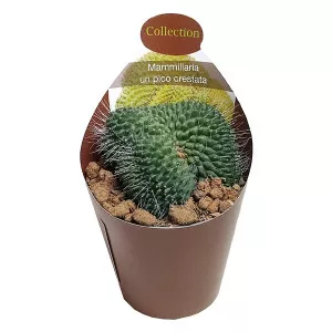 Cactus (Mammillaria spinosissima un pico crestata) la ghiveci ø 6,5 cm