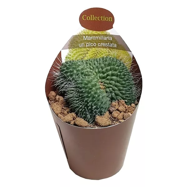 Cactus (Mammillaria spinosissima un pico crestata) la ghiveci ø 6,5 cm