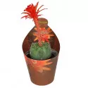 Cactus (Matucana madisoniorum) la ghiveci ø 6,5 cm