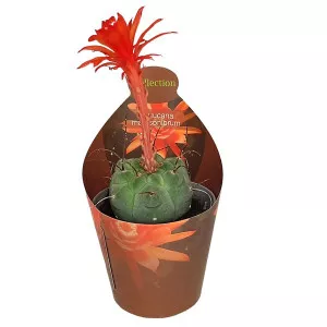 Cactus (Matucana madisoniorum) la ghiveci ø 6,5 cm