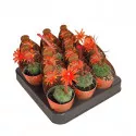 Cactus (Matucana madisoniorum) la ghiveci ø 6,5 cm