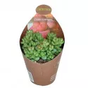 Copacul banilor Elegans (Crassula) la ghiveci ø 6,5 cm