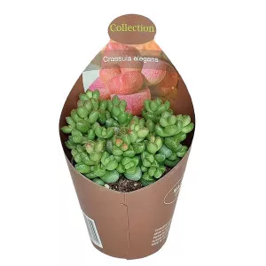 Copacul banilor Elegans (Crassula) la ghiveci ø 6,5 cm