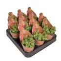 Copacul banilor Elegans (Crassula) la ghiveci ø 6,5 cm