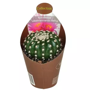 Cactus (Notocactus uebelmannianus inermis) la ghiveci ø 6,5 cm