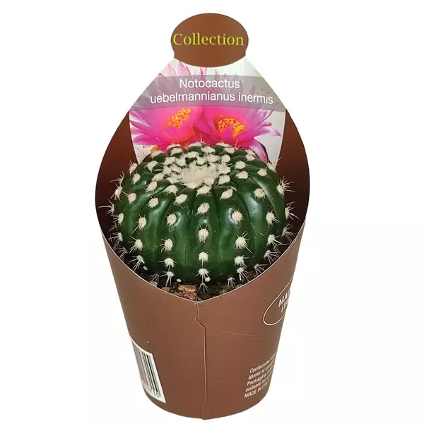 Cactus (Notocactus uebelmannianus inermis) la ghiveci ø 6,5 cm