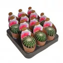 Cactus (Notocactus uebelmannianus inermis) la ghiveci ø 6,5 cm