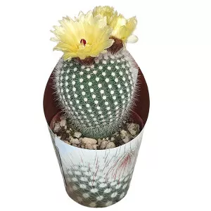 Cactus Frosty White (Notocactus scopa) la ghiveci ø 6,5 cm