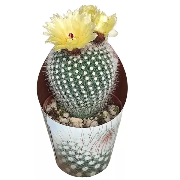 Cactus Frosty White (Notocactus scopa) la ghiveci ø 6,5 cm