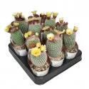 Cactus Frosty White (Notocactus scopa) la ghiveci ø 6,5 cm