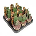 Cactus (Opuntia consolea rubescens) la ghiveci ø 6,5 cm