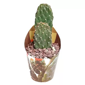 Cactus (Opuntia consolea rubescens) la ghiveci ø 6,5 cm