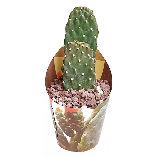 Cactus (Opuntia consolea rubescens) la ghiveci ø 6,5 cm