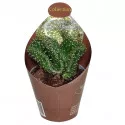 Cactus (Opuntia cylindrica crestata) la ghiveci ø 6,5 cm