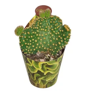 Cactus (Opuntia microdasys undulata) la ghiveci ø 6,5 cm