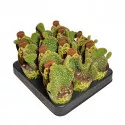 Cactus (Opuntia microdasys undulata) la ghiveci ø 6,5 cm
