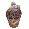 Granit viu Royal Flush (Pleiospilos nelii) la ghiveci ø 6,5 cm