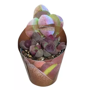 Granit viu Royal Flush (Pleiospilos nelii) la ghiveci ø 6,5 cm