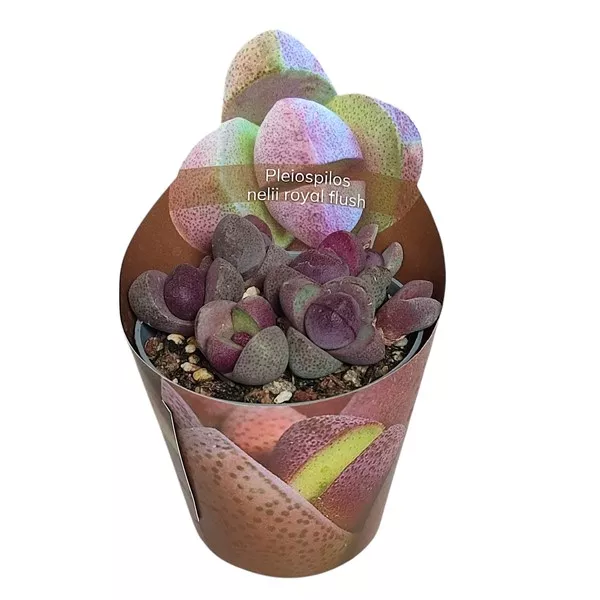 Granit viu Royal Flush (Pleiospilos nelii) la ghiveci ø 6,5 cm