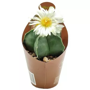 Cactus (Astrophytum myriostigm nudum) la ghiveci ø 6,5 cm