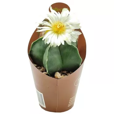 Cactus (Astrophytum myriostigm nudum) la ghiveci ø 6,5 cm