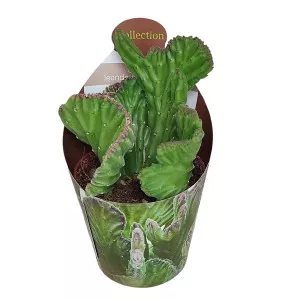 Cactus Steaua Șerifului (Stapelia leendertziae crestata) la ghiveci ø 6,5 cm