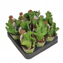 Cactus Steaua Șerifului (Stapelia leendertziae crestata) la ghiveci ø 6,5 cm