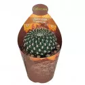 Cactus (Sulcorebutia arenacea) la ghiveci ø 6,5 cm