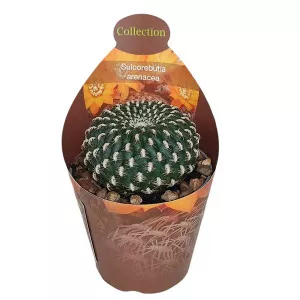 Cactus (Sulcorebutia arenacea) la ghiveci ø 6,5 cm