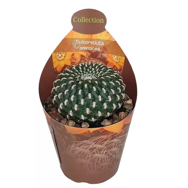 Cactus (Sulcorebutia arenacea) la ghiveci ø 6,5 cm
