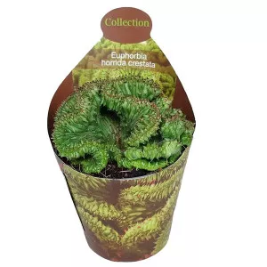 Euphorbia (Euphorbia horrida crestata) la ghiveci ø 6,5 cm