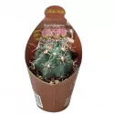 Cactus (Glandulicactus mathssonii) la ghiveci ø 6,5 cm