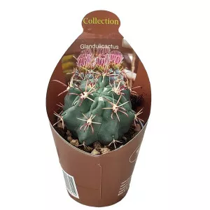 Cactus (Glandulicactus mathssonii) la ghiveci ø 6,5 cm