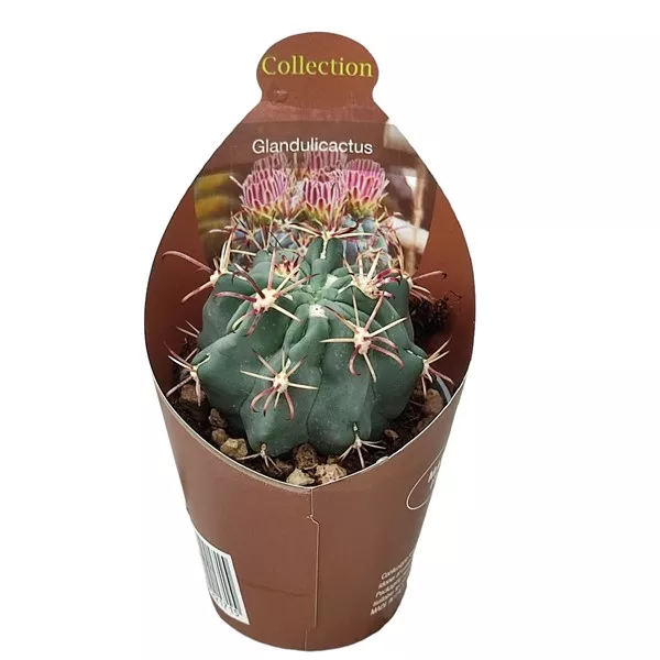 Cactus (Glandulicactus mathssonii) la ghiveci ø 6,5 cm