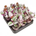 Planta telegraf Nanouk (Tradescantia albiflora) la ghiveci ø 6,5 cm
