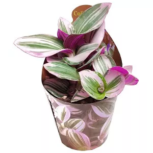 Planta telegraf Nanouk (Tradescantia albiflora) la ghiveci ø 6,5 cm