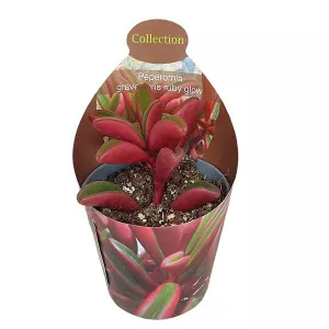 Peperomia Ruby Glow (Peperomia graveolens) la ghiveci ø 6,5 cm