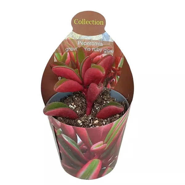 Peperomia Ruby Glow (Peperomia graveolens) la ghiveci ø 6,5 cm
