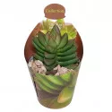 Copacul banilor Benjamin (Crassula) la ghiveci ø 6,5 cm